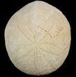Fossil Echinoid (Echinolampas) - Morocco (Clearance Price) #46426-1